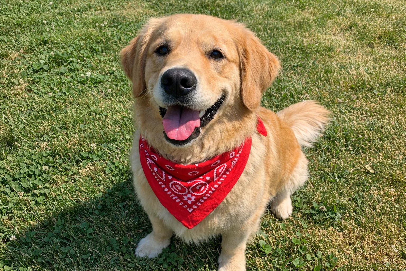 Photo of a golden retriever