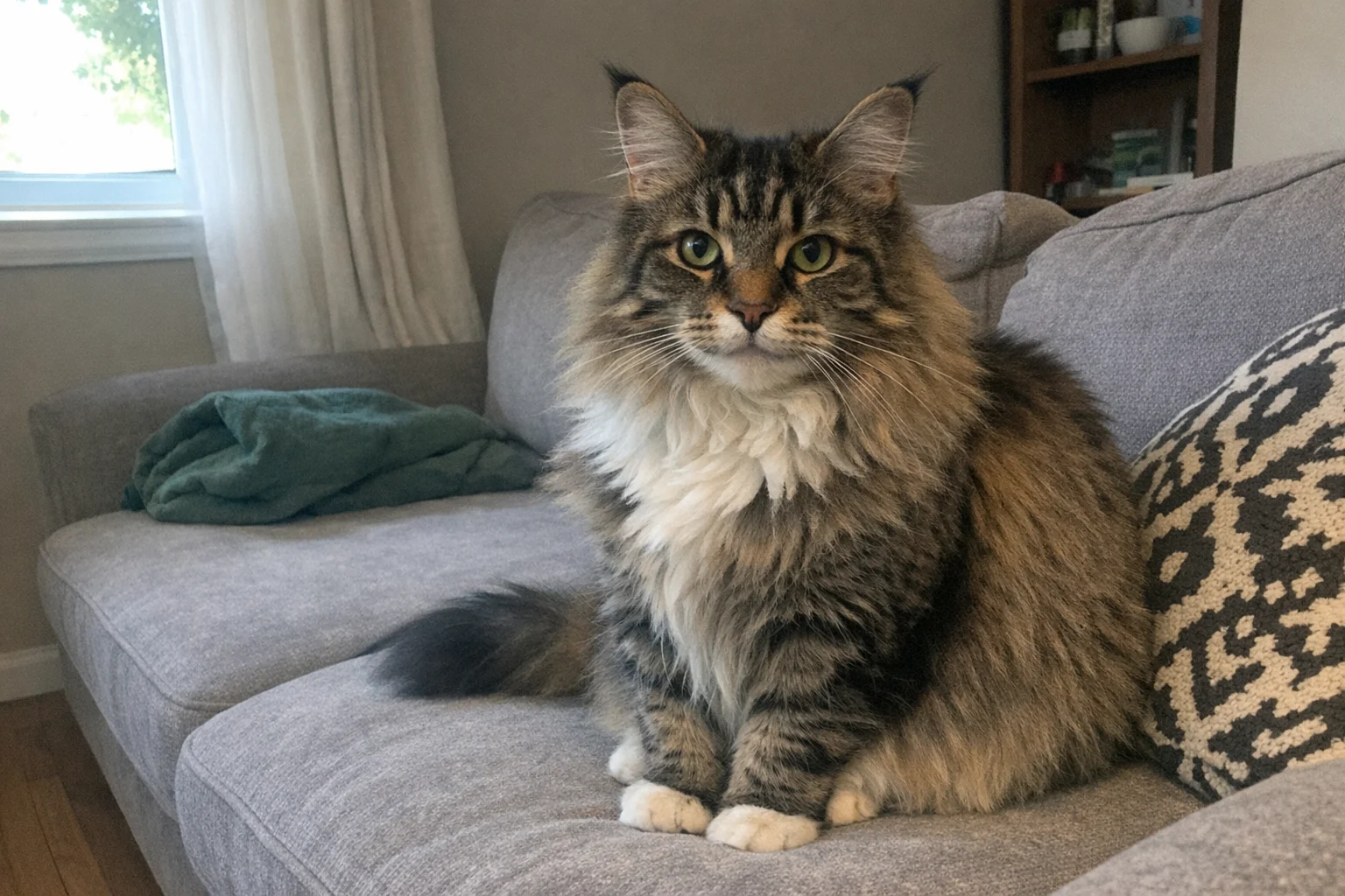 Original Maine Coon photo