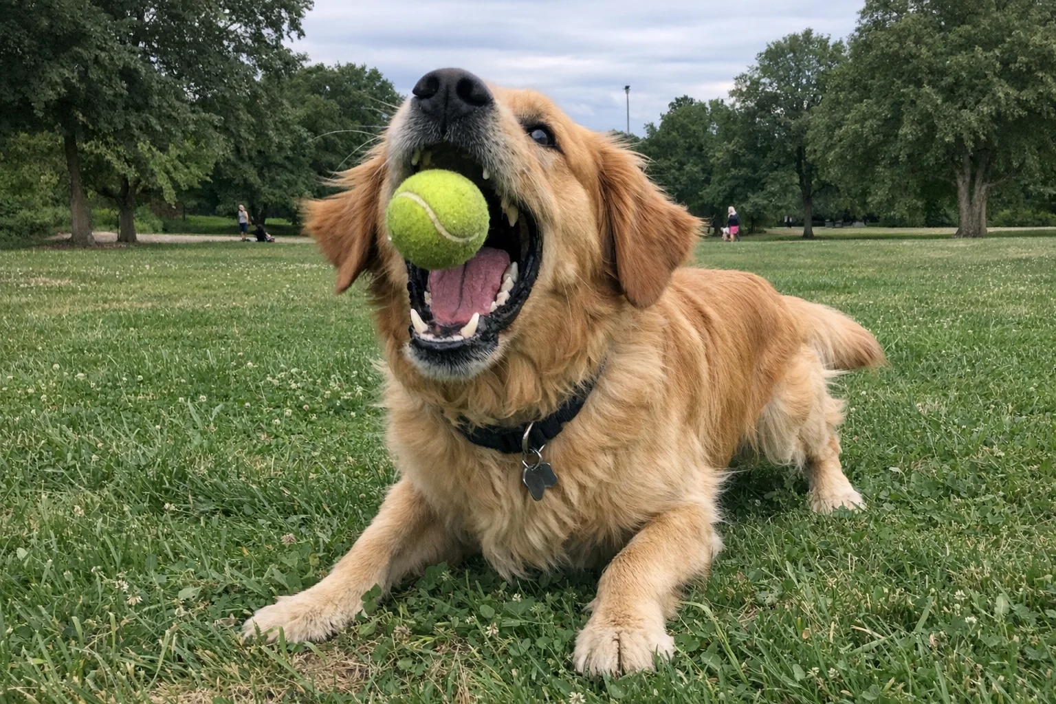 Unedited photo of a golden retriever playing